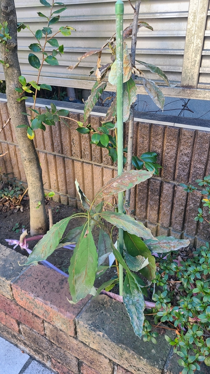 f:id:opensourcetech:20220205101816j:plain