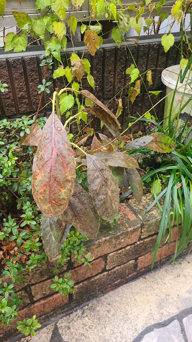 f:id:opensourcetech:20220214075604j:plain