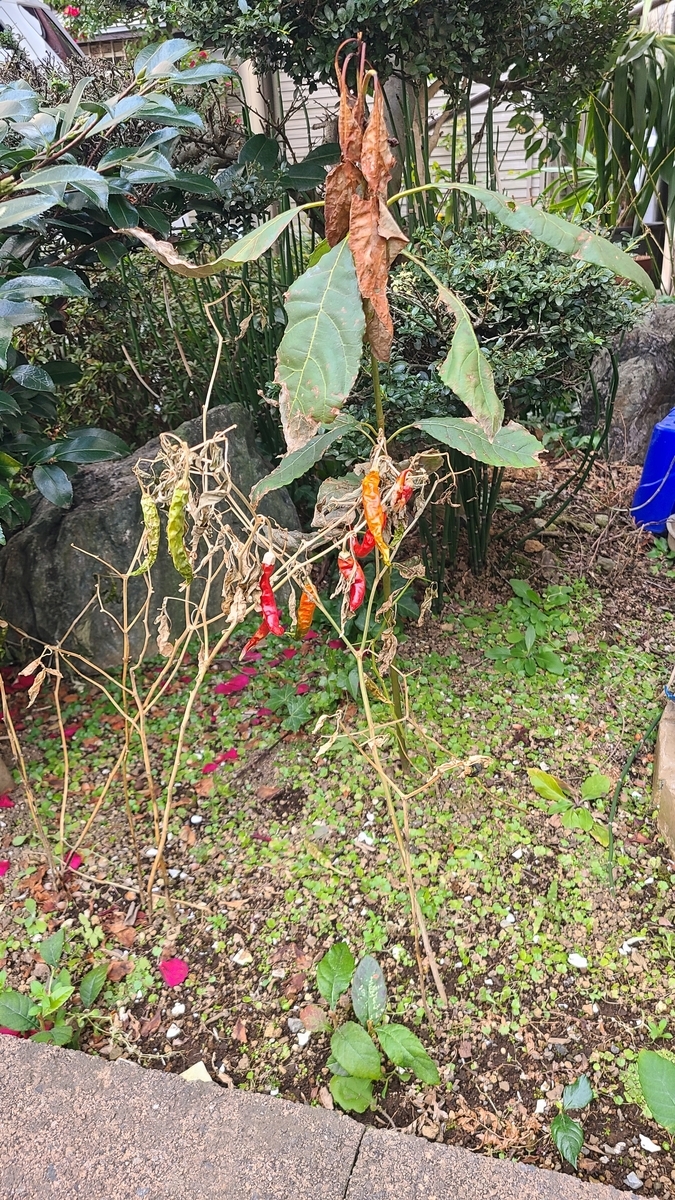 f:id:opensourcetech:20220224073716j:plain