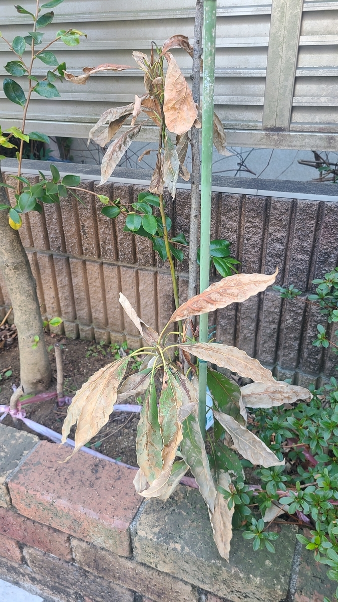 f:id:opensourcetech:20220302071045j:plain