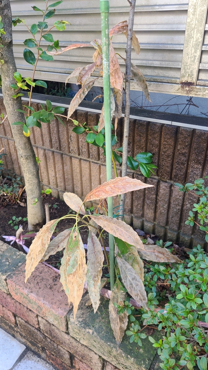 f:id:opensourcetech:20220303101848j:plain