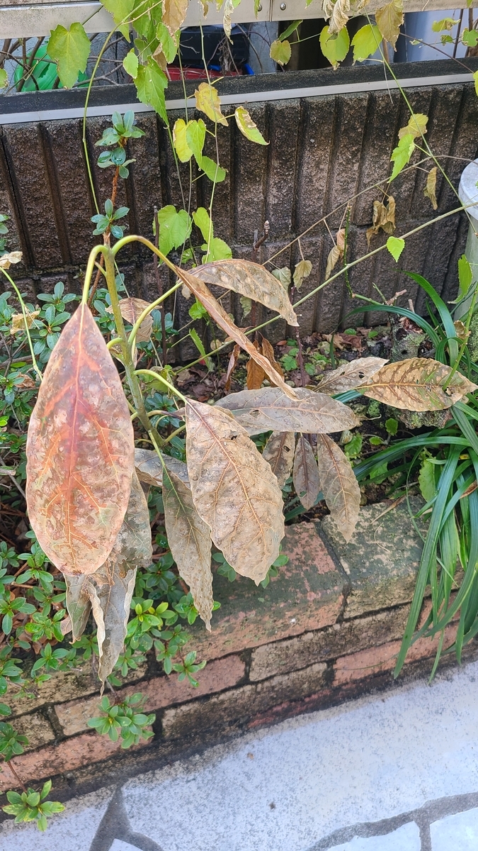 f:id:opensourcetech:20220303101849j:plain