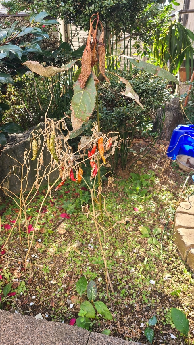 f:id:opensourcetech:20220310095721j:plain