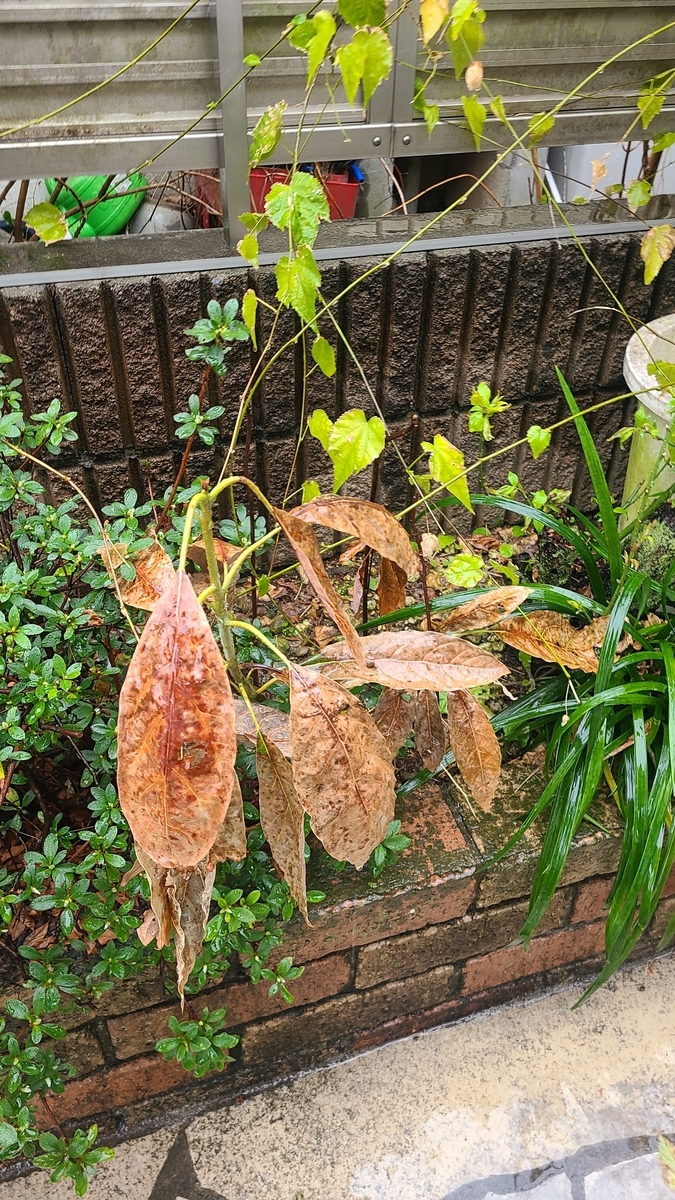 f:id:opensourcetech:20220322105158j:plain