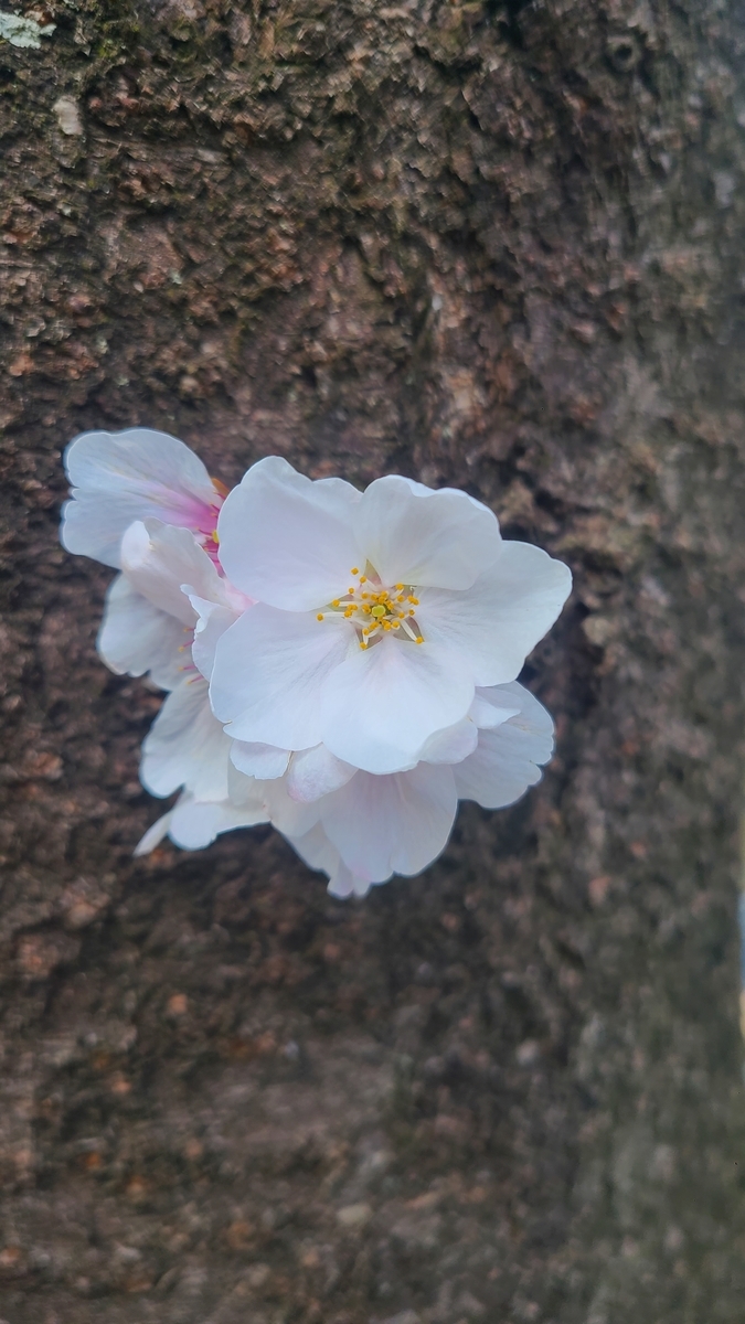 f:id:opensourcetech:20220402095530j:plain