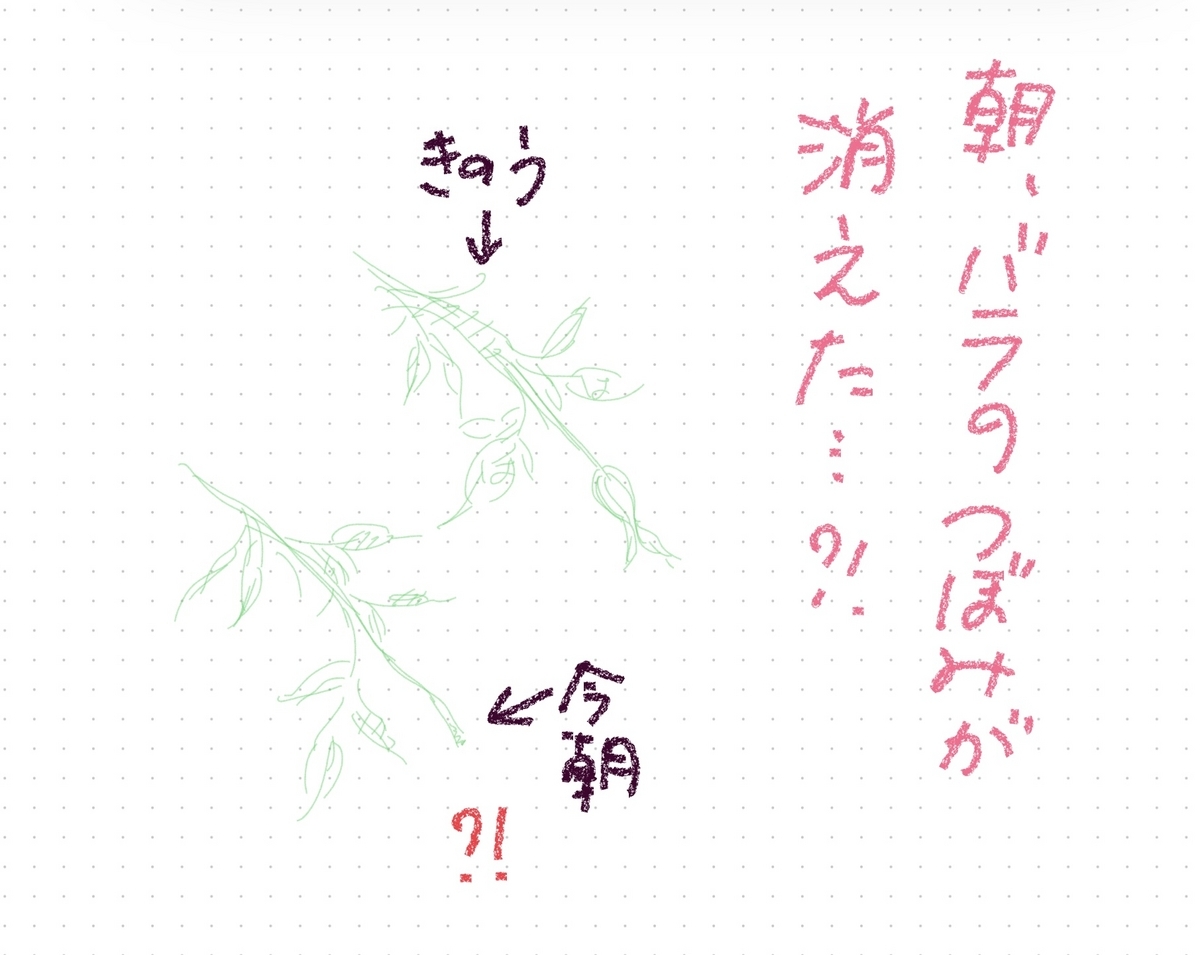 蕾が消えた（バラ）