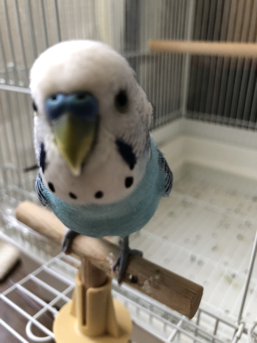 f:id:opiyama:20190728114215j:plain f:id:opiyama:20190728114215j:plain