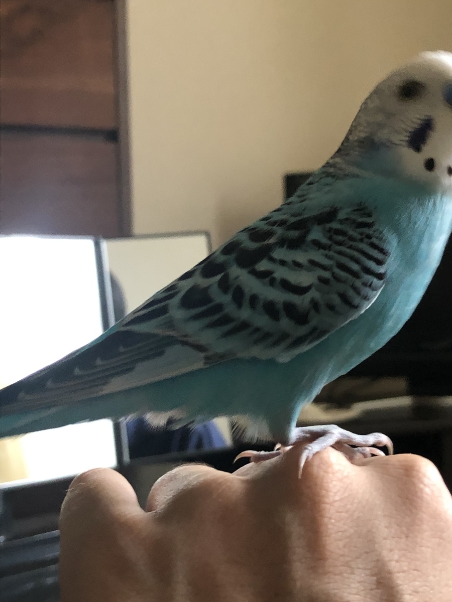 f:id:opiyama:20190728114250j:plain f:id:opiyama:20190728114250j:plain