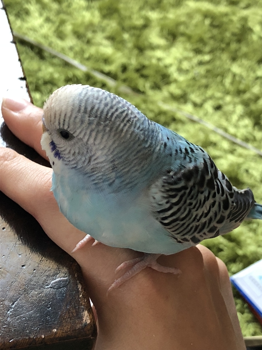 f:id:opiyama:20190901162145j:plain f:id:opiyama:20190901162145j:plain