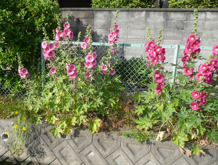 f:id:opop7976:20190601133924p:plain f:id:opop7976:20190601133924p:plain