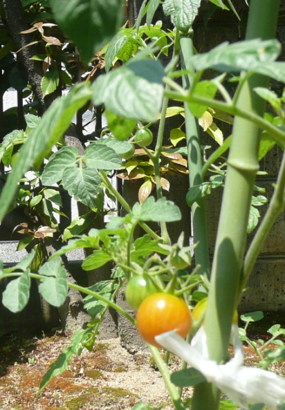 f:id:opop7976:20190606213718p:plain