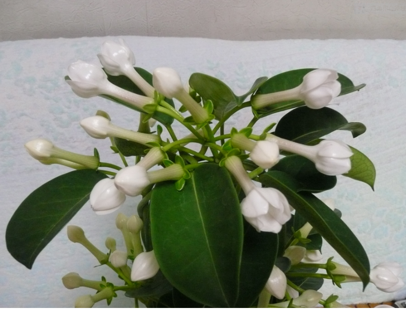 f:id:opop7976:20190617162127p:plain f:id:opop7976:20190617162127p:plain