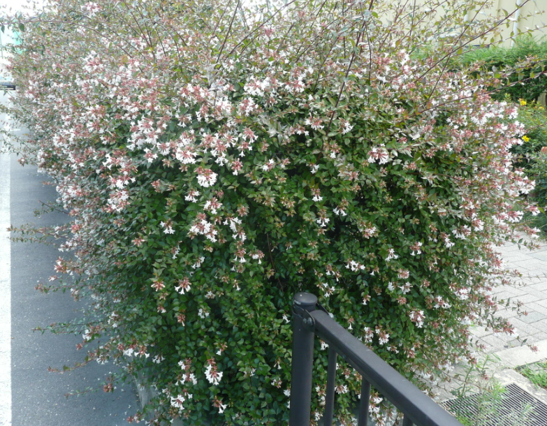 f:id:opop7976:20190626154316p:plain