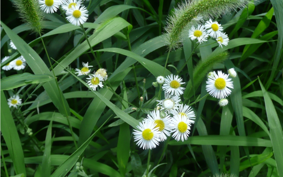 f:id:opop7976:20190626154355p:plain