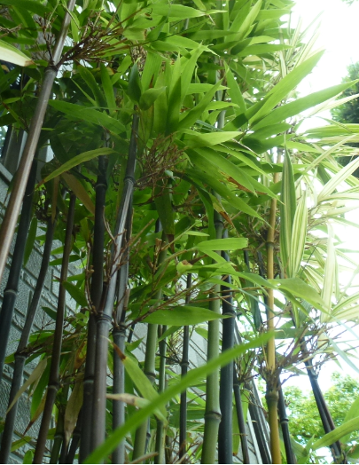 f:id:opop7976:20190708000351p:plain