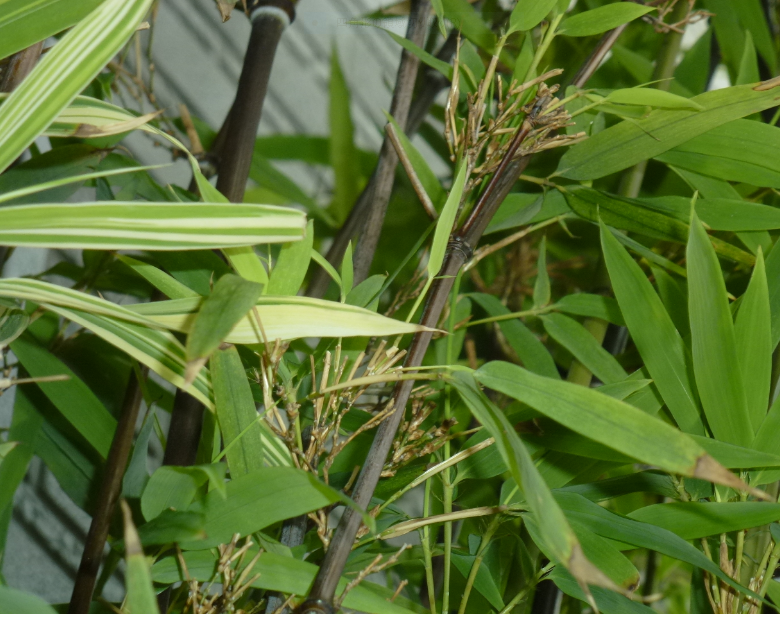 f:id:opop7976:20190708000630p:plain