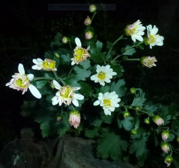 f:id:opop7976:20191114222532j:plain