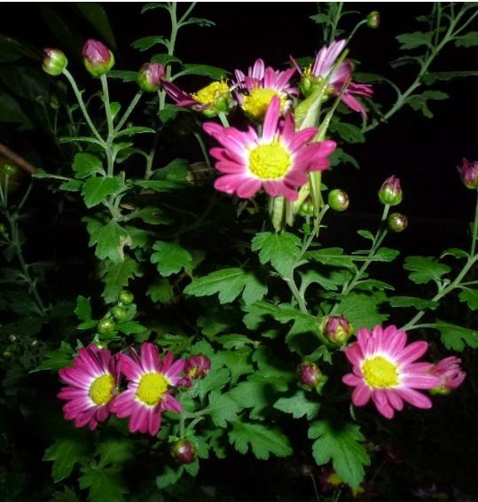 f:id:opop7976:20191114223348j:plain