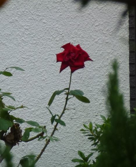 f:id:opop7976:20191119161001j:plain f:id:opop7976:20191119161001j:plain