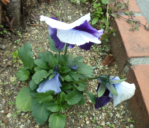 f:id:opop7976:20200119224906p:plain