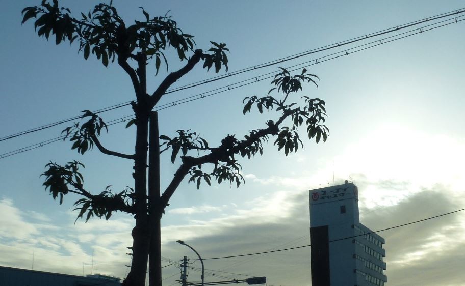 f:id:opop7976:20200314012639j:plain f:id:opop7976:20200314012639j:plain