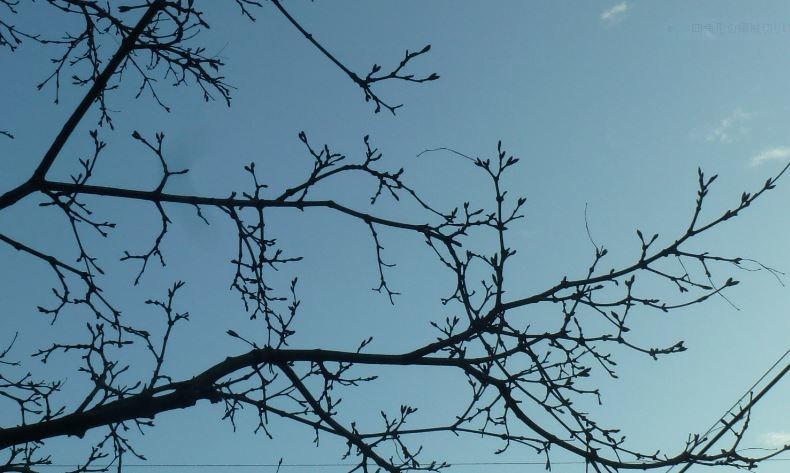 f:id:opop7976:20200314013921j:plain f:id:opop7976:20200314013921j:plain
