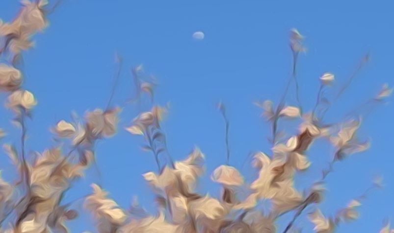 f:id:opop7976:20200404214348j:plain