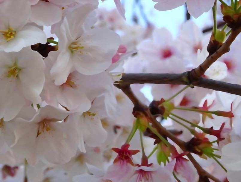 f:id:opop7976:20200404214811j:plain