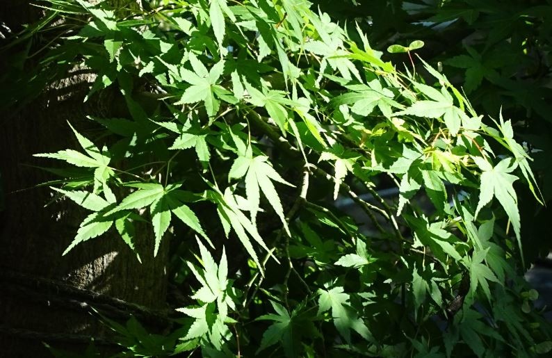 f:id:opop7976:20200529233049j:plain f:id:opop7976:20200529233049j:plain