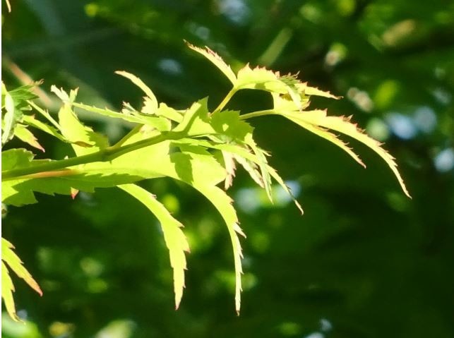 f:id:opop7976:20200529233127j:plain f:id:opop7976:20200529233127j:plain