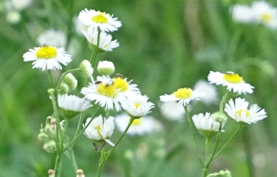 f:id:opop7976:20200623210112j:plain f:id:opop7976:20200623210112j:plain