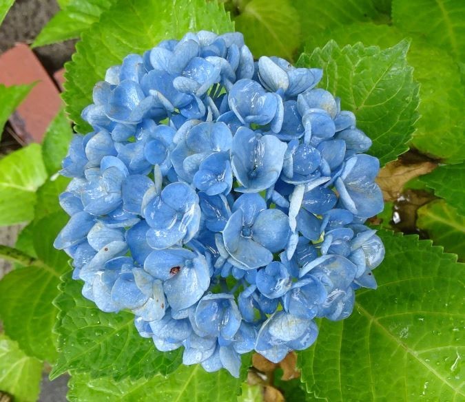 f:id:opop7976:20200704220348j:plain f:id:opop7976:20200704220348j:plain
