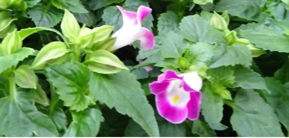 f:id:opop7976:20200726005452j:plain f:id:opop7976:20200726005452j:plain
