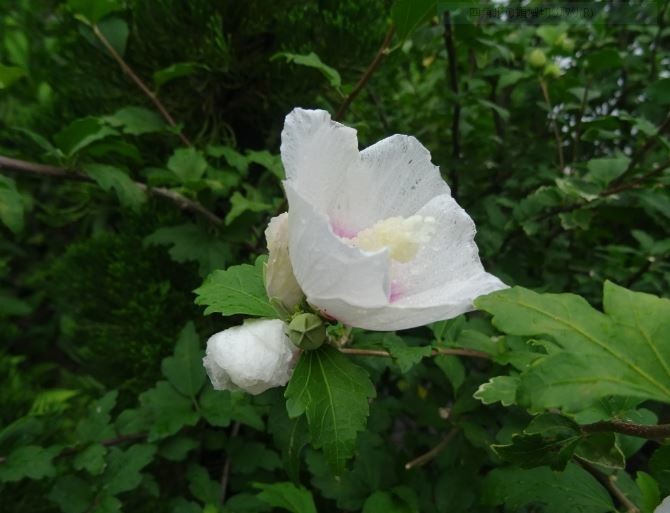 f:id:opop7976:20200807220318j:plain f:id:opop7976:20200807220318j:plain