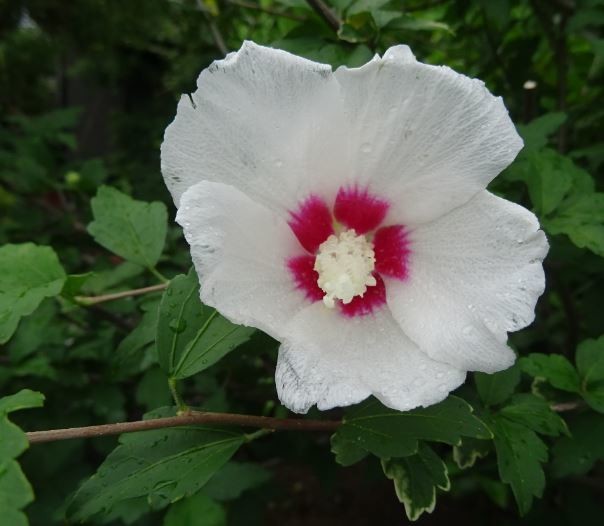 f:id:opop7976:20200807221156j:plain f:id:opop7976:20200807221156j:plain