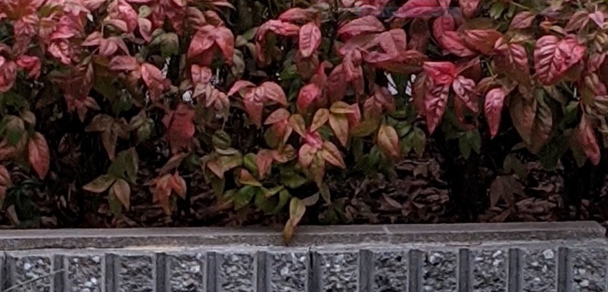 f:id:opop7976:20200925113158j:plain