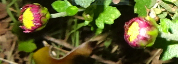 f:id:opop7976:20201112235823p:plain