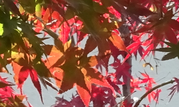 f:id:opop7976:20201210231717p:plain