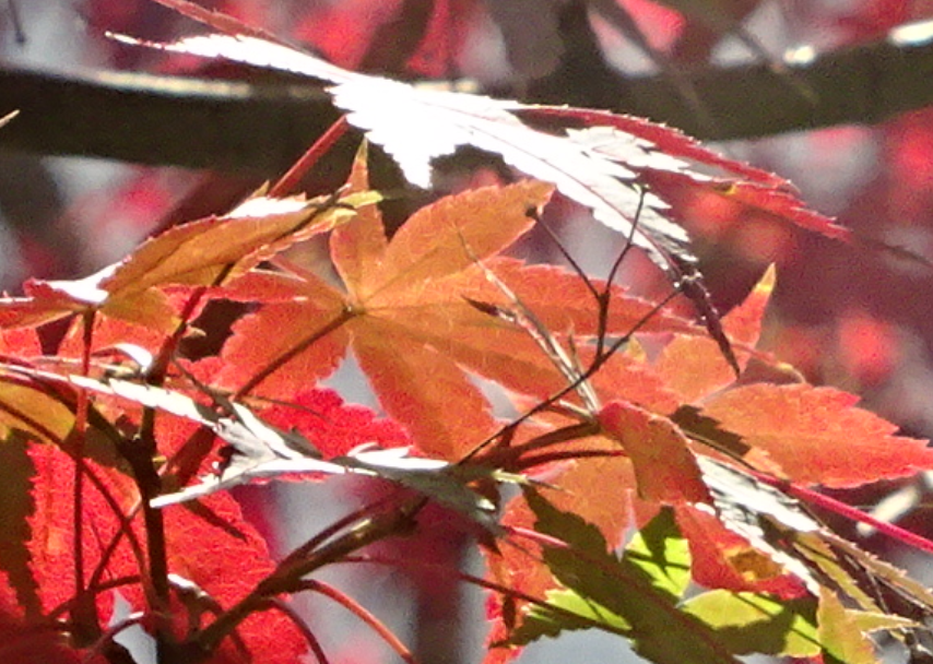 f:id:opop7976:20201210231835p:plain
