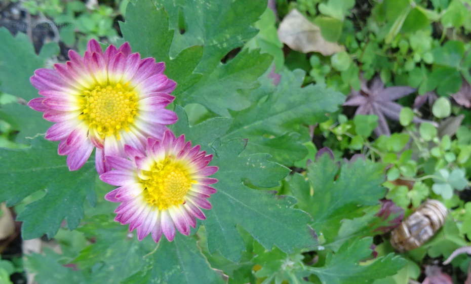 f:id:opop7976:20210115233211p:plain