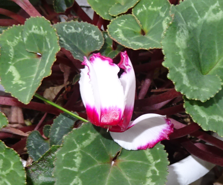 f:id:opop7976:20210319000604p:plain