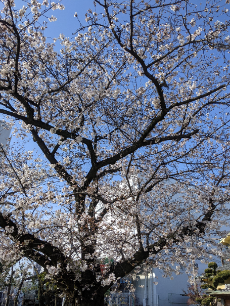 f:id:opop7976:20210325194717p:plain