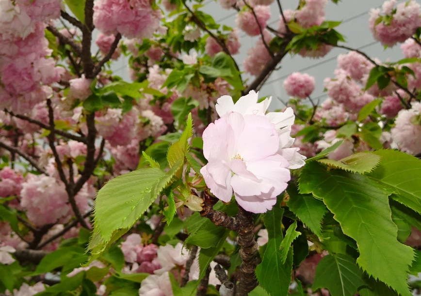 f:id:opop7976:20210417234219p:plain