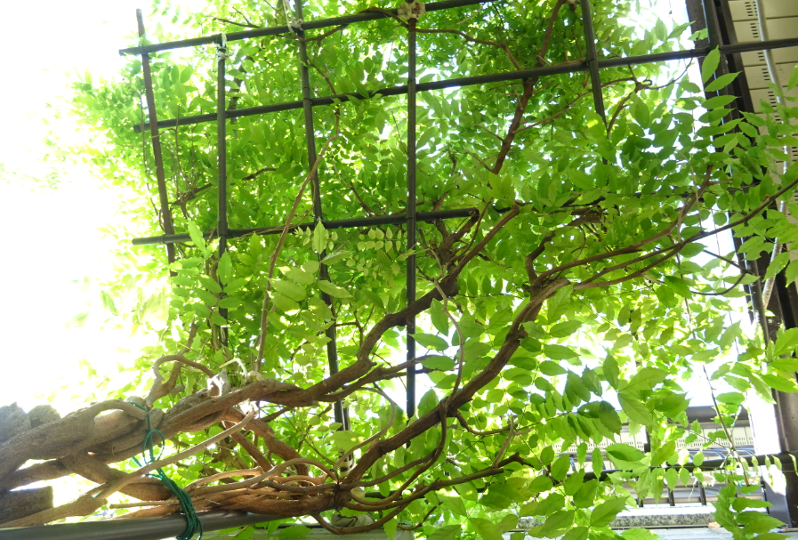 f:id:opop7976:20210509013143p:plain