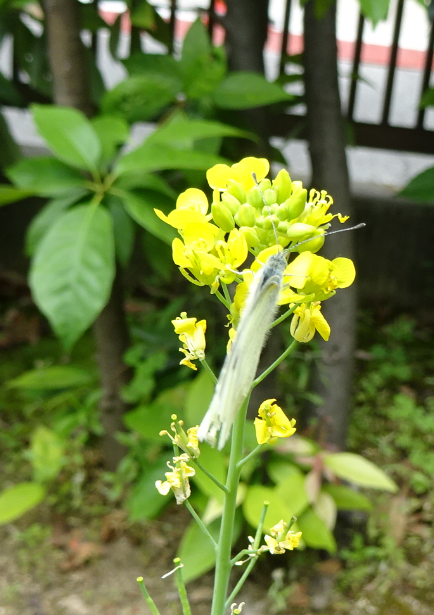 f:id:opop7976:20210516005341p:plain