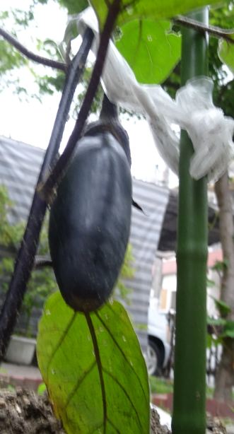 f:id:opop7976:20210613235553p:plain