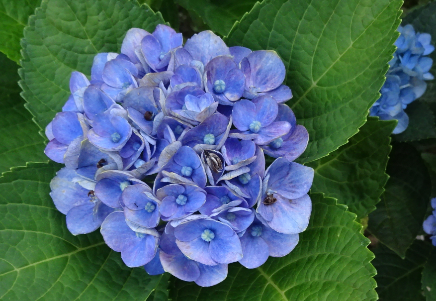 f:id:opop7976:20210629235435p:plain