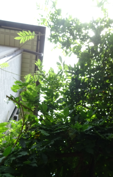 f:id:opop7976:20210714003522p:plain