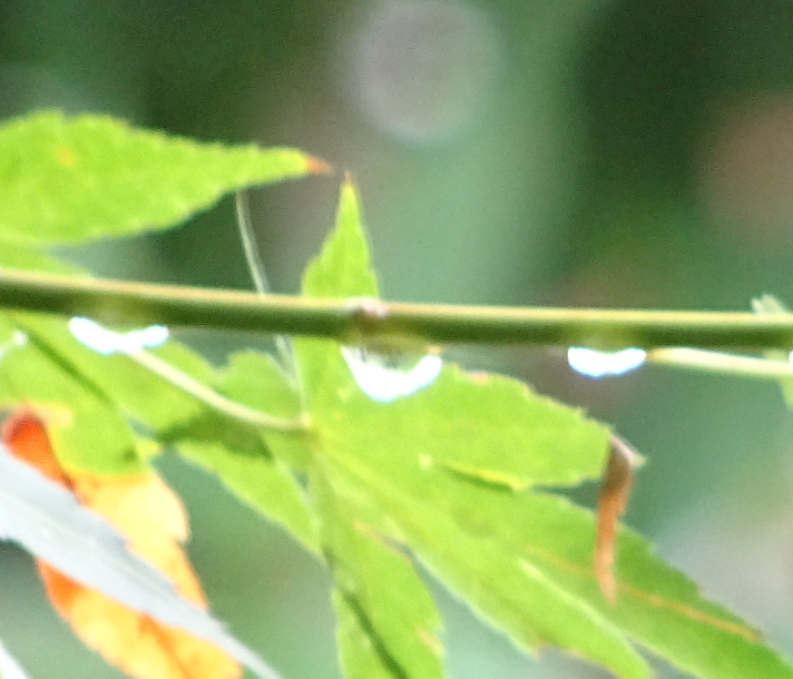 f:id:opop7976:20210905005837p:plain