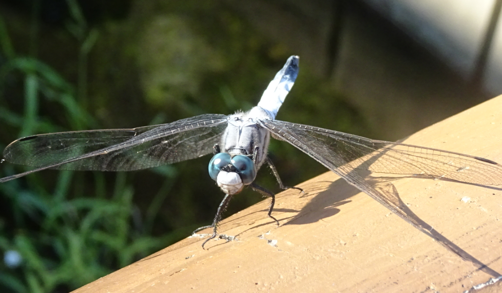 f:id:opop7976:20211017010646p:plain